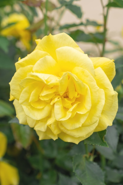 Macro photo of a yellow rose