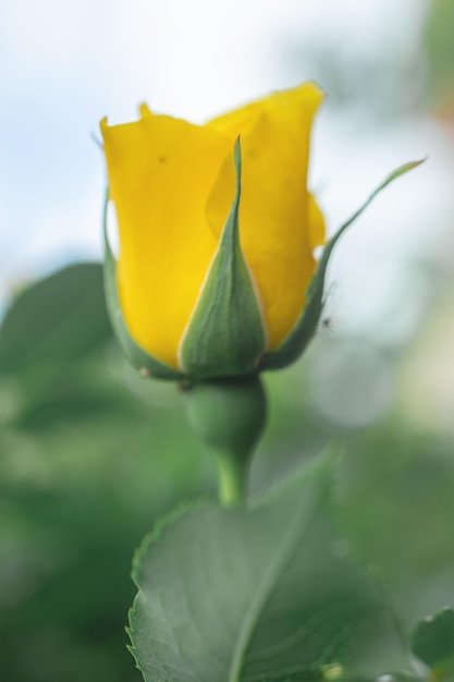 Foto a macroistruzione di una rosa gialla