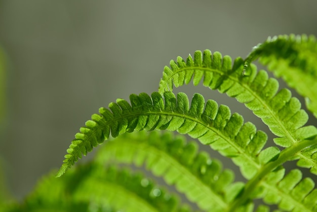 Macro photo of a young sprout of a tree or shrub with drops of rain or dew