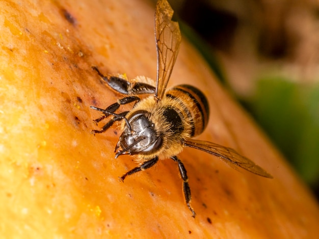 Macro photograph of bee eating mango.