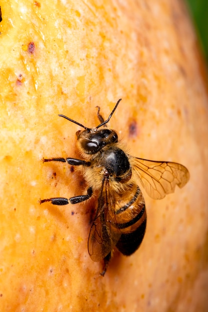 Macro photograph of bee eating mango.