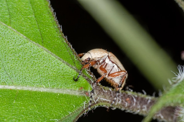 Макро фотография жука на листе растения. Из семейства Hemiptera это самый крупный и самый разнообразный отряд паранеоптер, который насчитывает около 119 000 видов по всему миру.,