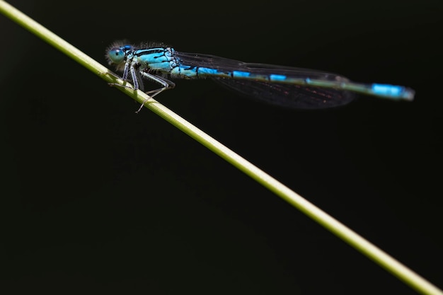 草の上にとまるトンボのマクロ写真 オリジナルで芸術的な構図