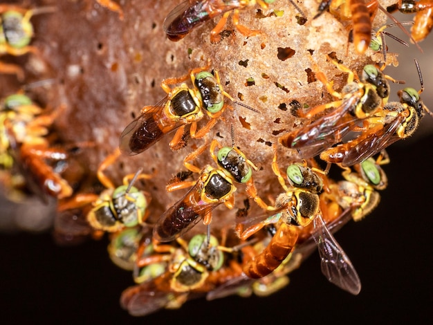 Fotografia macro dell'ingresso di uno sciame di api jatai brasiliane.