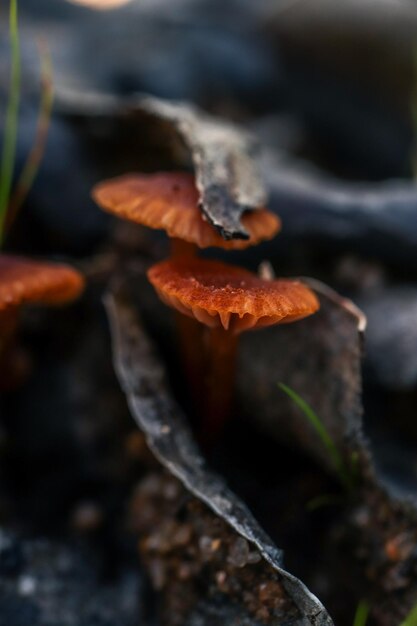 Macro photograph of a family of orange mushrooms