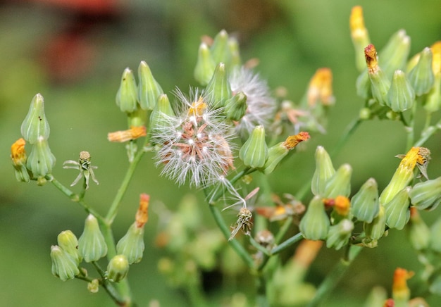 Fotografia macro di un fiore