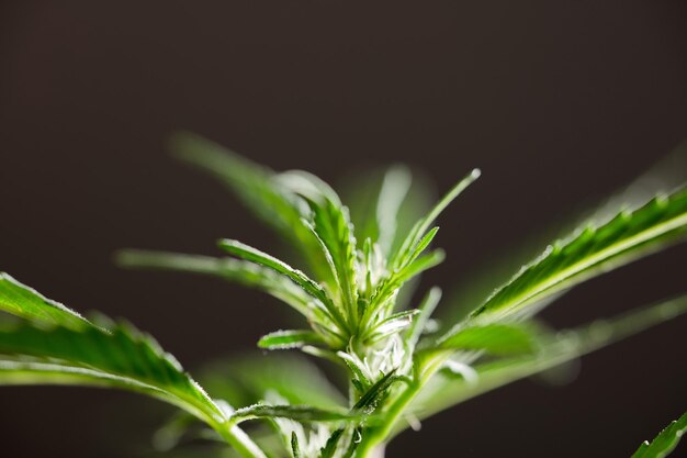 macro photograph of marijuana flower species wedding cake beginning of flowering black backgroun