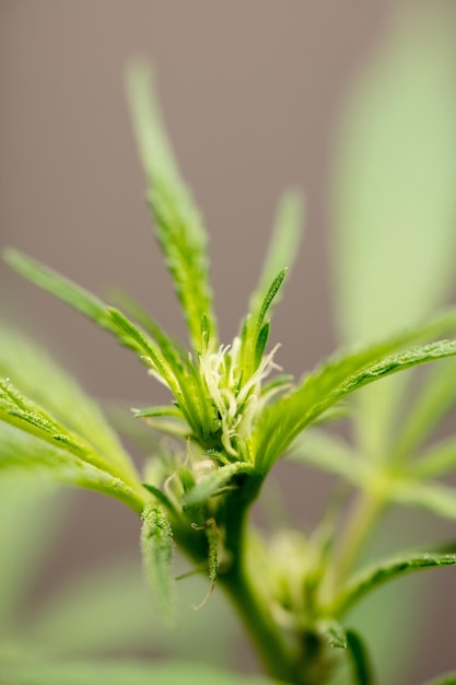 macro photograph of marijuana flower species wedding cake beginning of flowering brown background