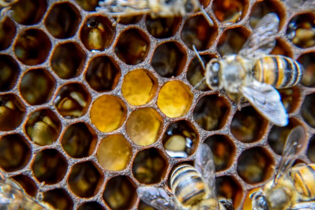 Фото Макрофотография пчел танец медоносной пчелы пчелы в улье на сотовых