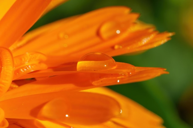 雨が降った後,表面に水滴があるメリゴールドの花びらのマクロ写真