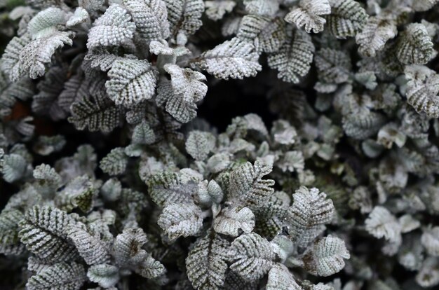 Macro photograph of small green plantations with leaves 