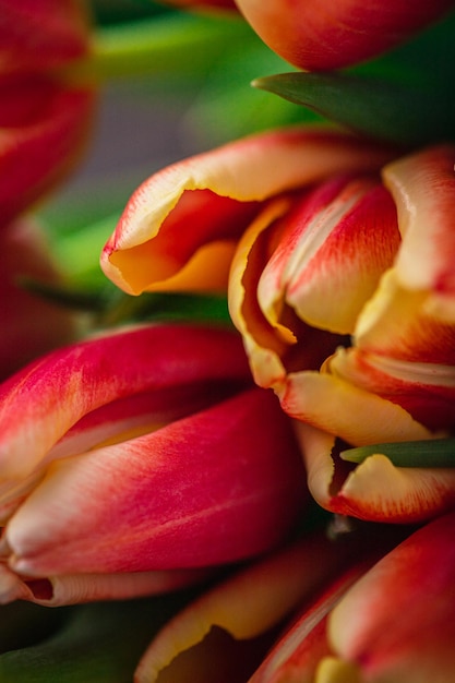 A macro photograph of tulips lies on a brown wooden background