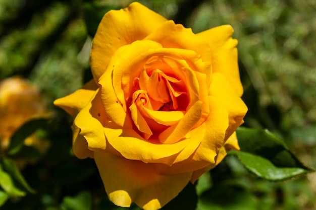 Macro photograph of a yellow rose