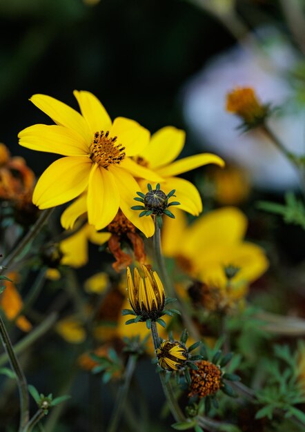 macro photographs of flowers with color and details