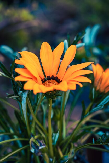 macro photographs of flowers with color and details