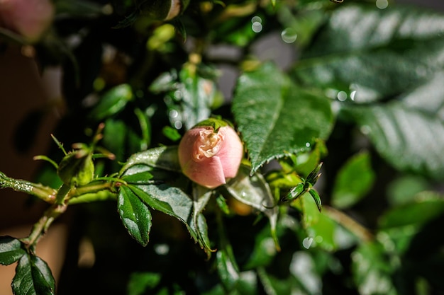 写真 花のマクロ写真 - 色と細部