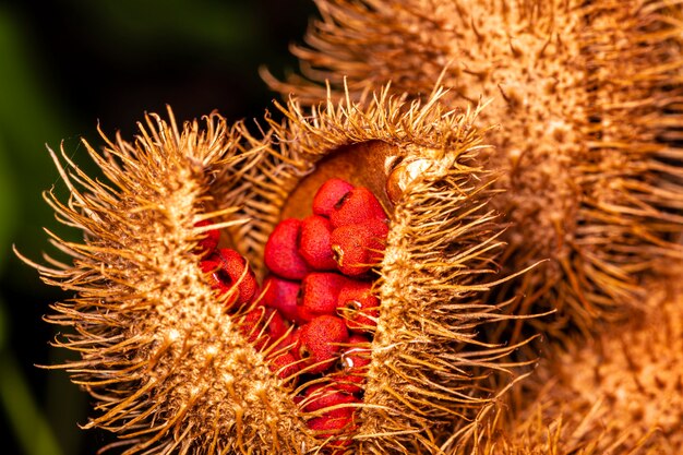 annatto、口紅植物（Bixa orellana）、ベニノキ、またはurucumのマクロ写真。