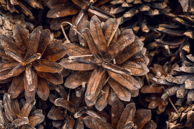 Foto macrofotografia di un mucchio di coni