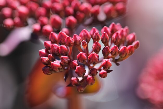 macro photography of burgundy  in sunlight as a natural background or texture