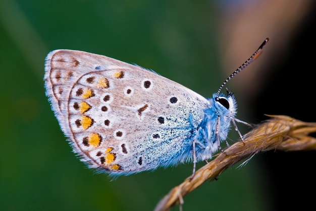 Macrofotografia della farfalla in natura