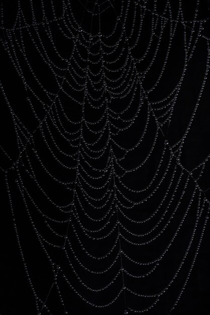 Macro photography of cobweb covered in water drops on black background