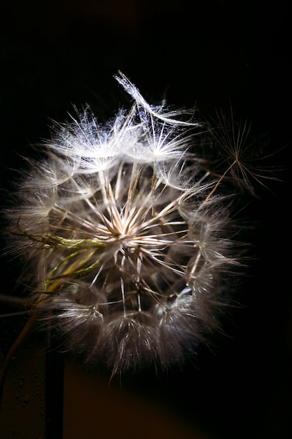 macro photography of a dandelion a dandelion with a closeup plan