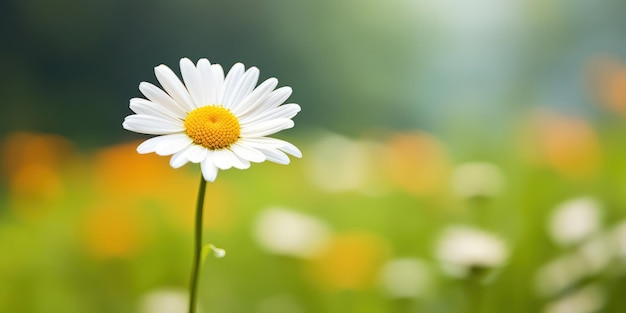 繊細なデイジーの花のマクロ写真