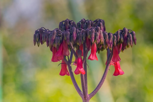 Macro Photography of Devil's Backbone