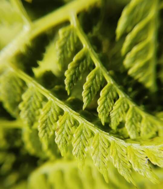 Macro photography of fern