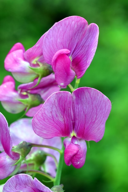 Macro photography of the flowers of the perennial peavine Lathyrus latifolius on a green background