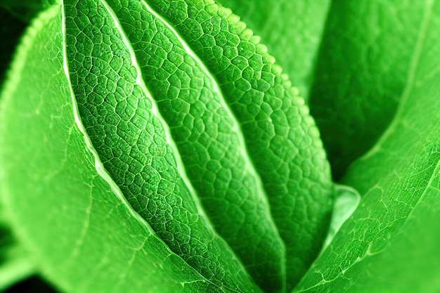 Macro photography of fresh peppermint leaves with small and large veins