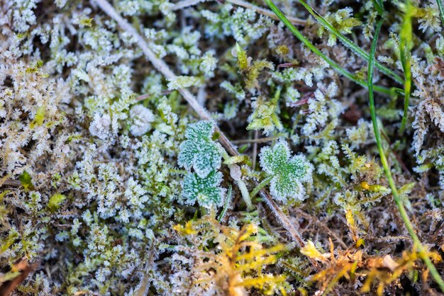 Macro photography of the frozen crystals on the winter flora in north of england uk