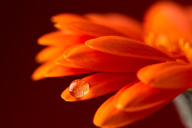 露のあるガーベラの花びらのマクロ撮影