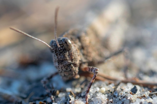 Macro photography of a grasshopper