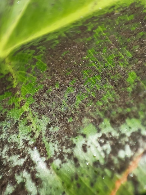 Macro photography of green plant leaf