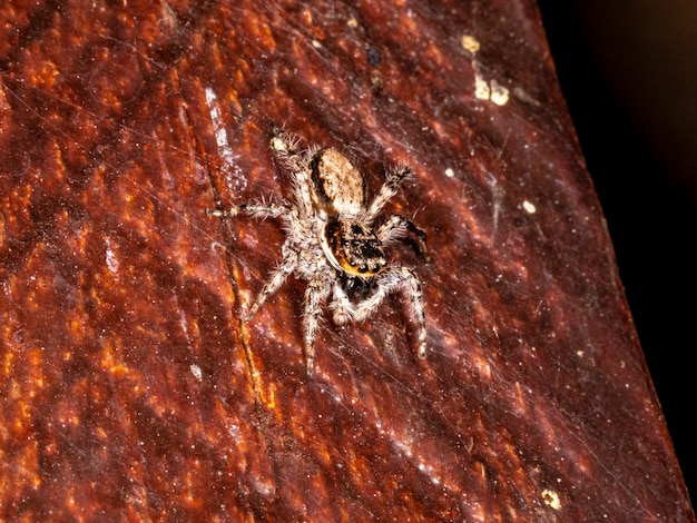 Macrofotografia di ragni saltatori (salticidae).