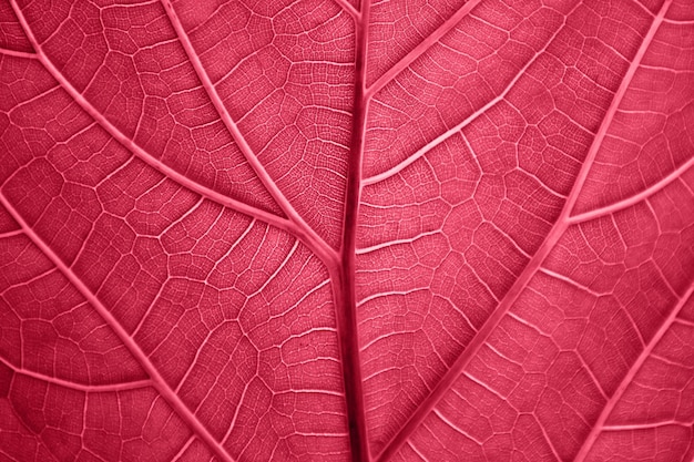 Макрофотография структуры листьев, окрашенных в модный красный цвет 2023 года