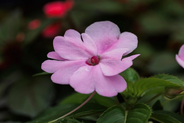 Macro photography of natural flowers with details