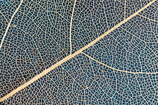 Photo macro photography natural plant background in the form of a skeletonized leaf of light beige color on blue background close up