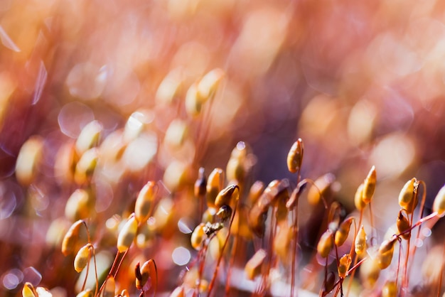 Макрофотография природа в поле искусства летняя трава фон с боке