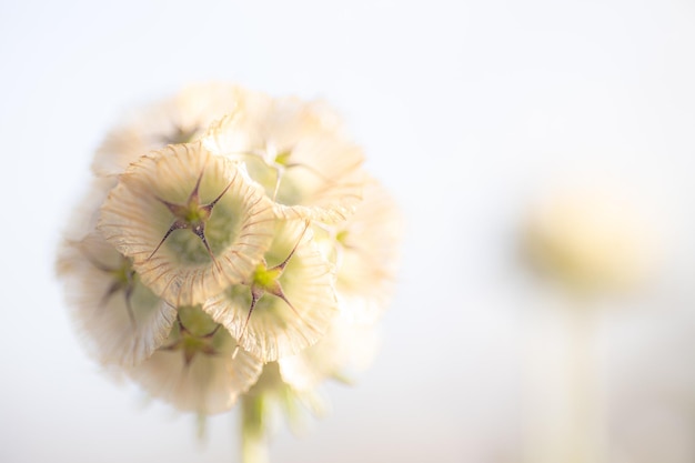 写真 白い植物のマクロ写真