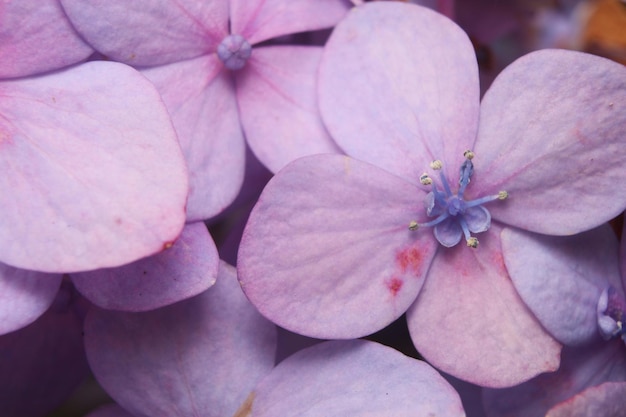 写真 あじさいの花のマクロ撮影