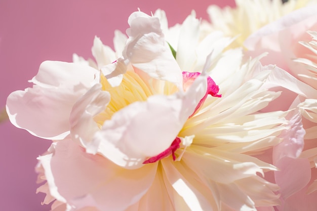 写真 牡丹の花びらのマクロ写真テキストオーバーレイに最適