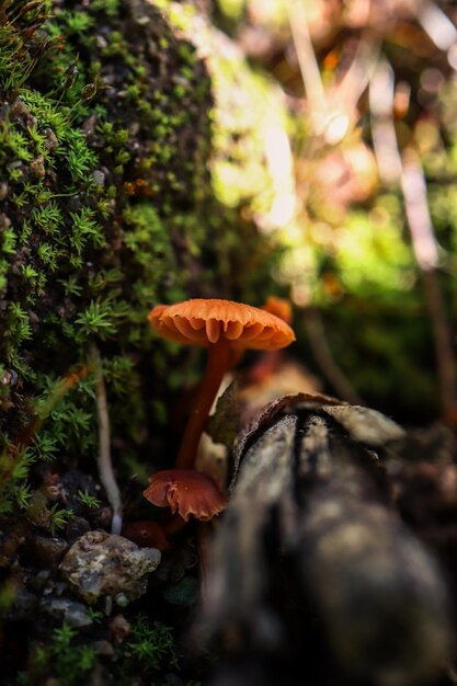 Photo macro photography of a orange mushroom in the forest