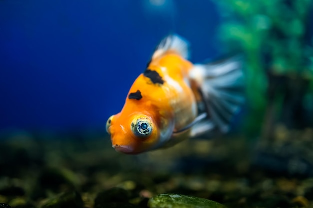 Macro photography of an orangecolored goldfish that is in an aquarium