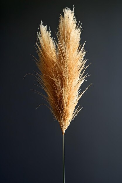 Macro photography of pampas grass plant on black background