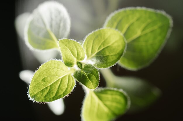 Macro photography of plant leaves on a dark background