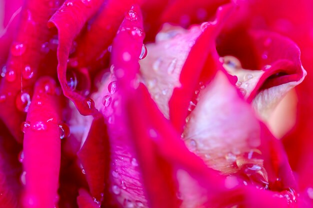 Macro photography of a rose flower with dew drops Natural background Selective focusing