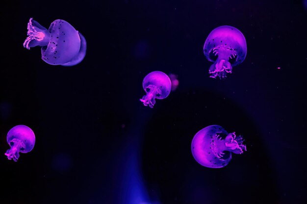 Macro photography underwater cannonball jellyfish