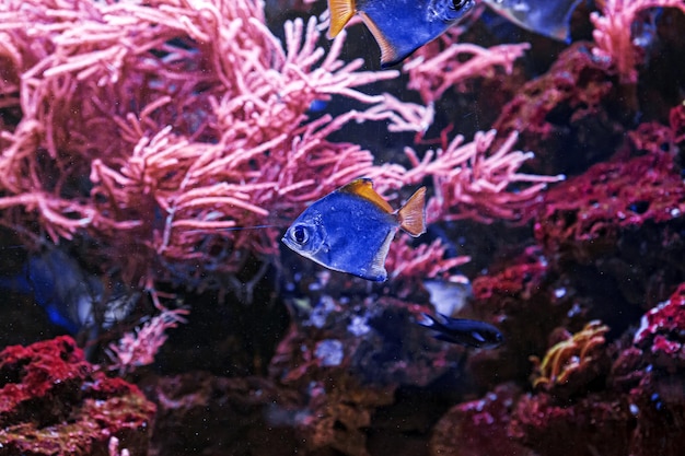 Macro photography underwater monodactylus argenteus